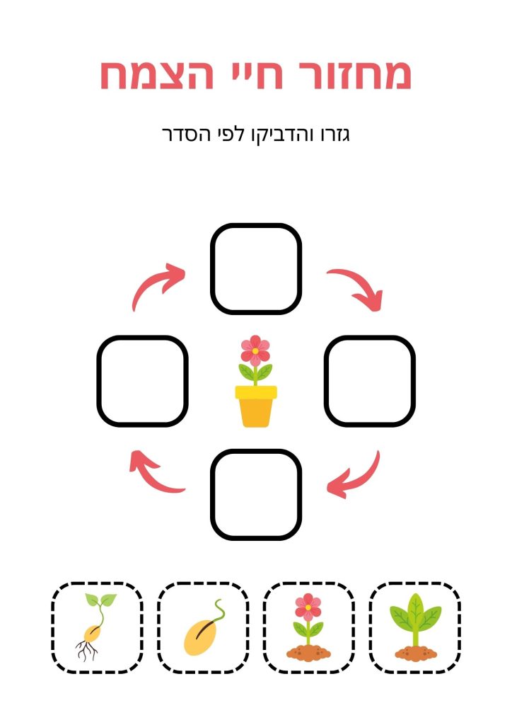 מחזור חיי הצמח דף עבודה